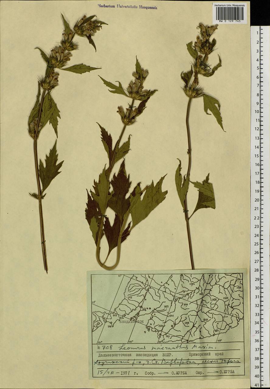 Paraleonurus macranthus (Maxim.) M.L.Qian, Y.P.Chen & C.L.Xiang, Siberia, Russian Far East (S6) (Russia)