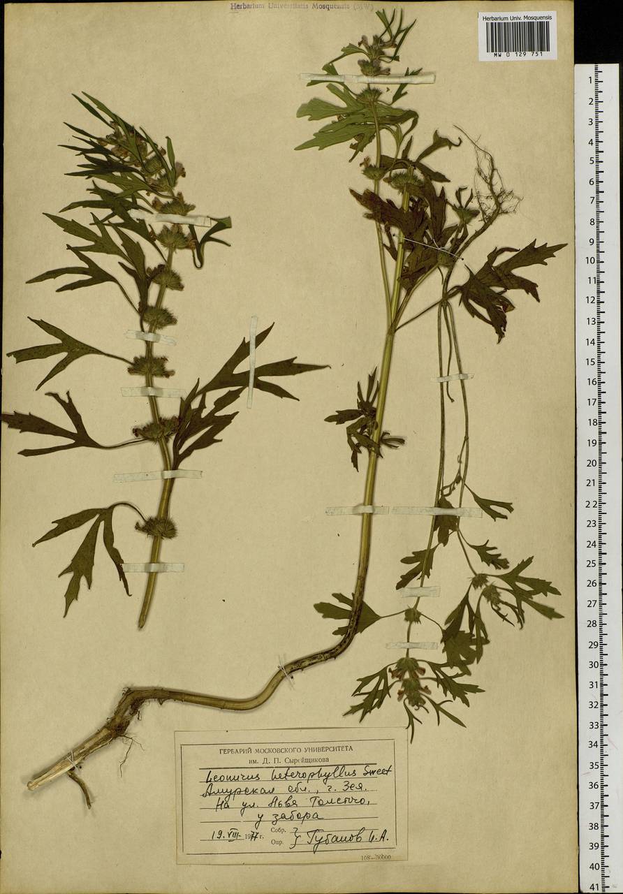Paraleonurus japonicus (Houtt.) M.L.Qian, Y.P.Chen & C.L.Xiang, Siberia, Russian Far East (S6) (Russia)