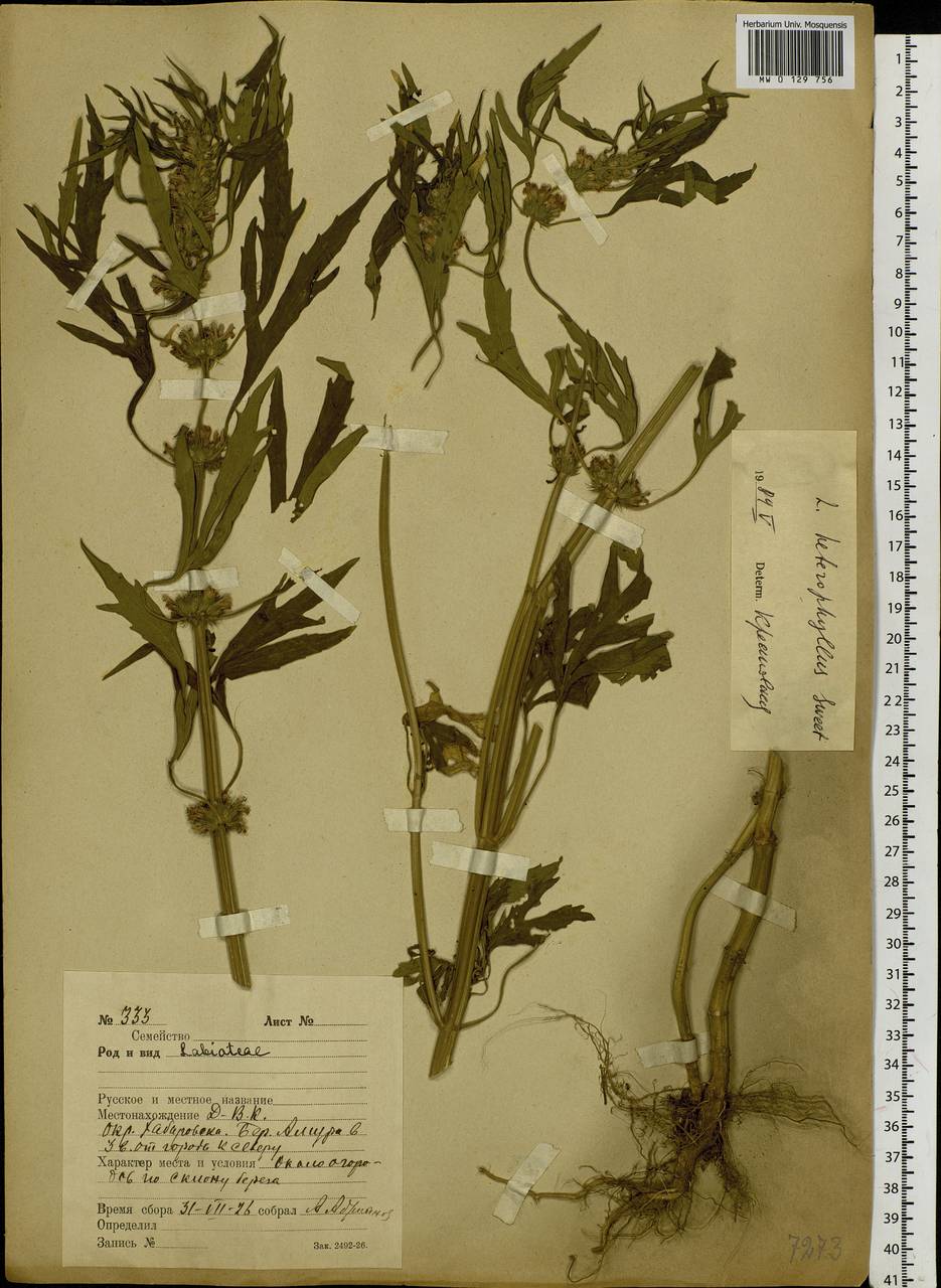 Paraleonurus japonicus (Houtt.) M.L.Qian, Y.P.Chen & C.L.Xiang, Siberia, Russian Far East (S6) (Russia)