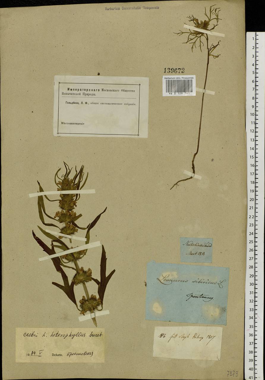 Leonurus japonicus Houtt., Siberia, Baikal & Transbaikal region (S4) (Russia)