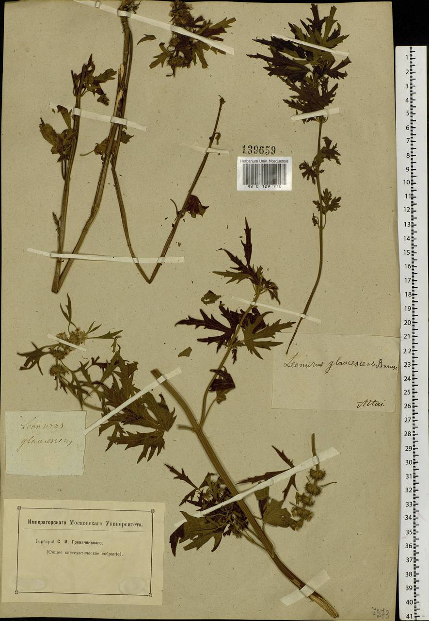 Leonurus glaucescens Bunge, Siberia, Altai & Sayany Mountains (S2) (Russia)