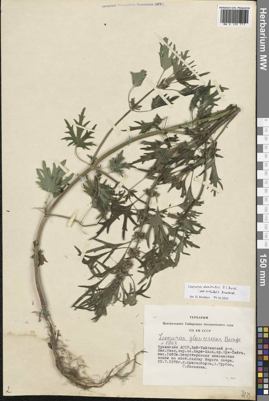 Leonurus deminutus V.I.Krecz. ex Kuprian., Siberia, Altai & Sayany Mountains (S2) (Russia)