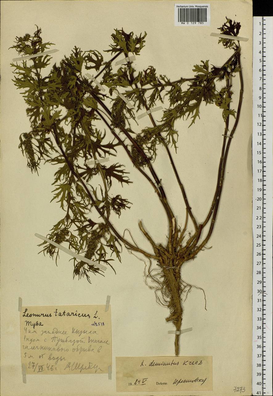 Leonurus deminutus V.I.Krecz. ex Kuprian., Siberia, Altai & Sayany Mountains (S2) (Russia)