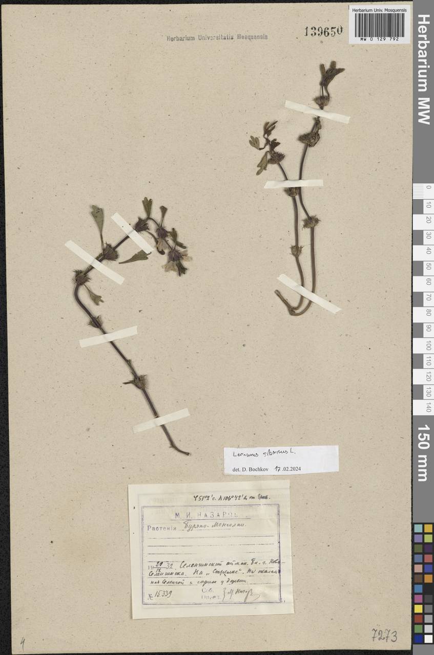 Paraleonurus sibiricus (L.) M.L.Qian, C.L.Xiang & Bo Li, Siberia, Baikal & Transbaikal region (S4) (Russia)