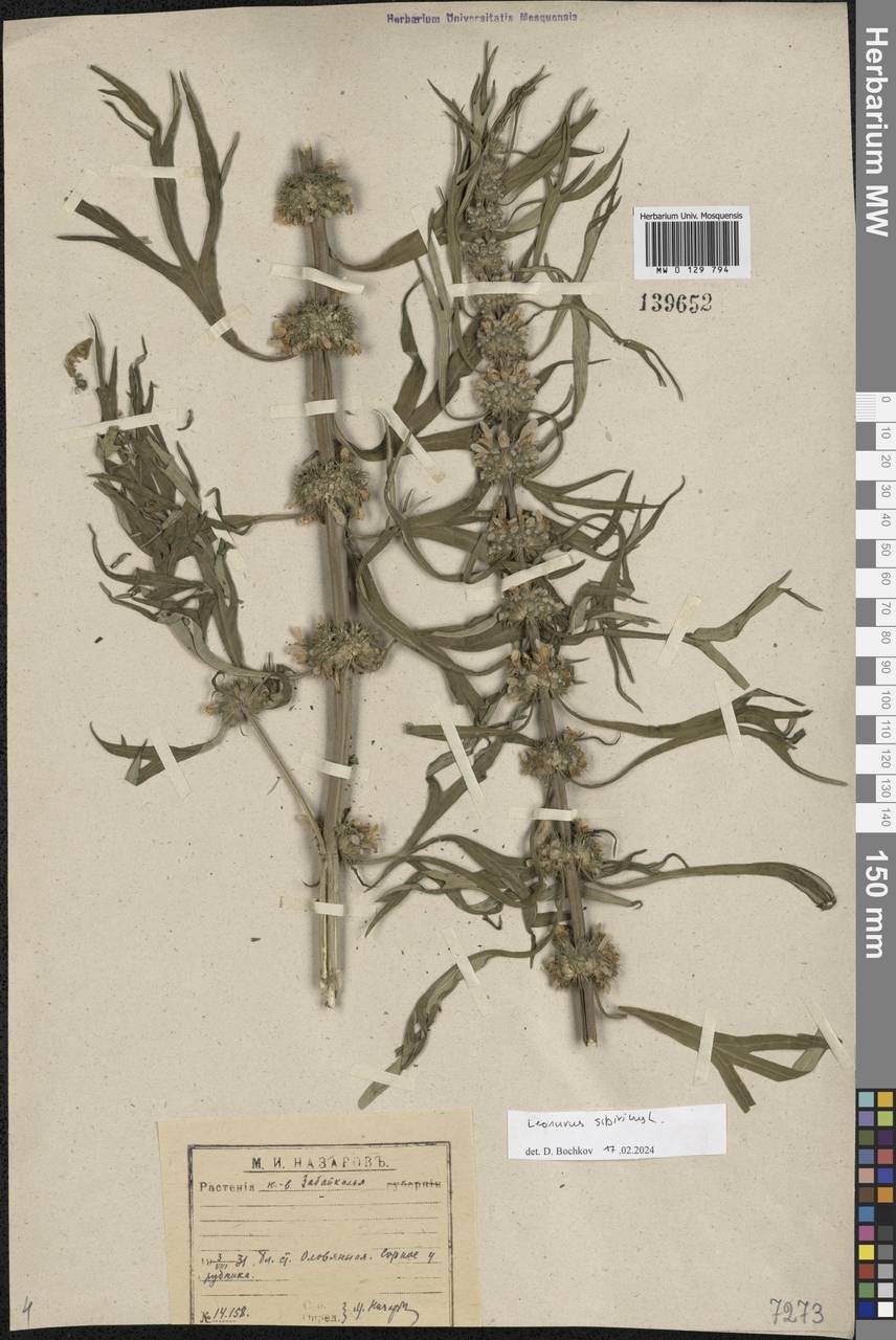 Paraleonurus sibiricus (L.) M.L.Qian, C.L.Xiang & Bo Li, Siberia, Baikal & Transbaikal region (S4) (Russia)