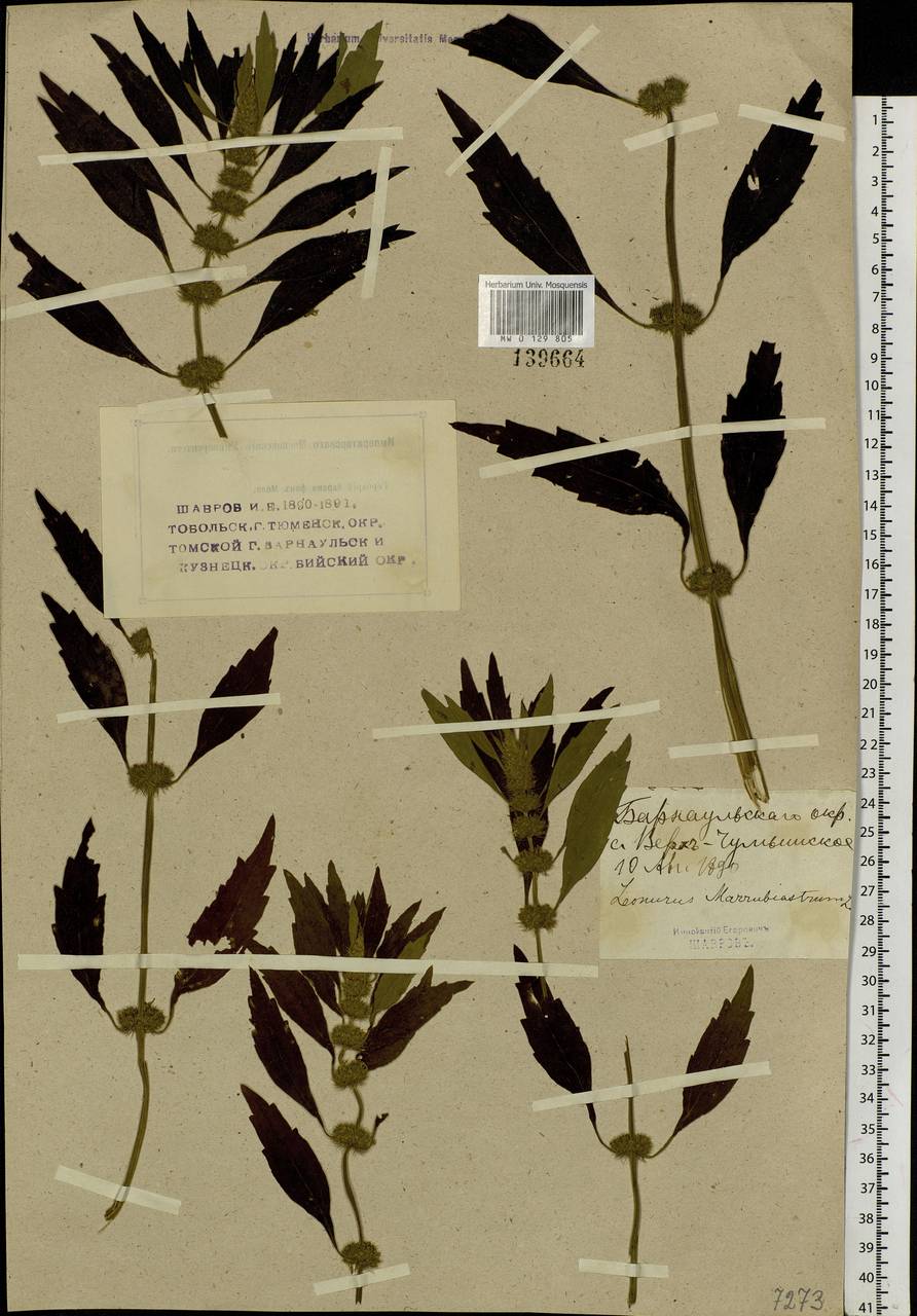 Chaiturus marrubiastrum (L.) Ehrh. ex Rchb., Siberia, Altai & Sayany Mountains (S2) (Russia)