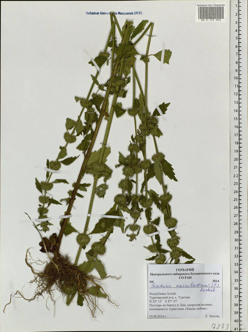 Chaiturus marrubiastrum (L.) Ehrh. ex Rchb., Siberia, Altai & Sayany Mountains (S2) (Russia)