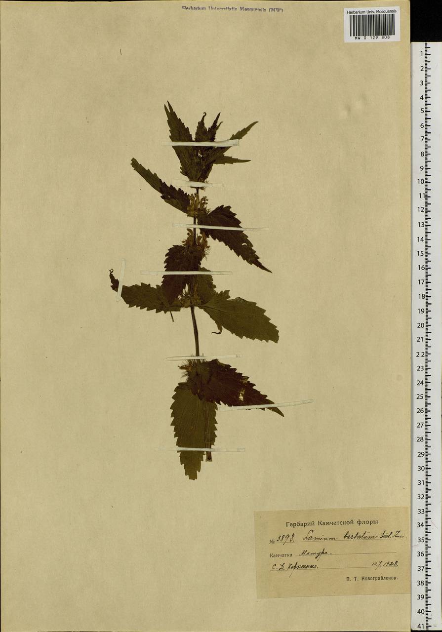 Lamium album subsp. barbatum (Siebold & Zucc.) Mennema, Siberia, Chukotka & Kamchatka (S7) (Russia)