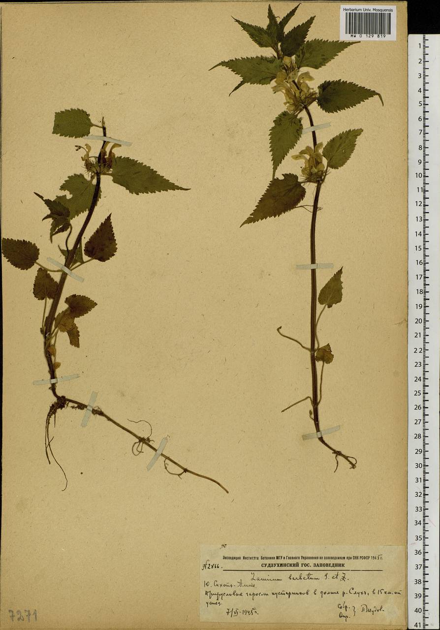 Lamium album subsp. barbatum (Siebold & Zucc.) Mennema, Siberia, Russian Far East (S6) (Russia)
