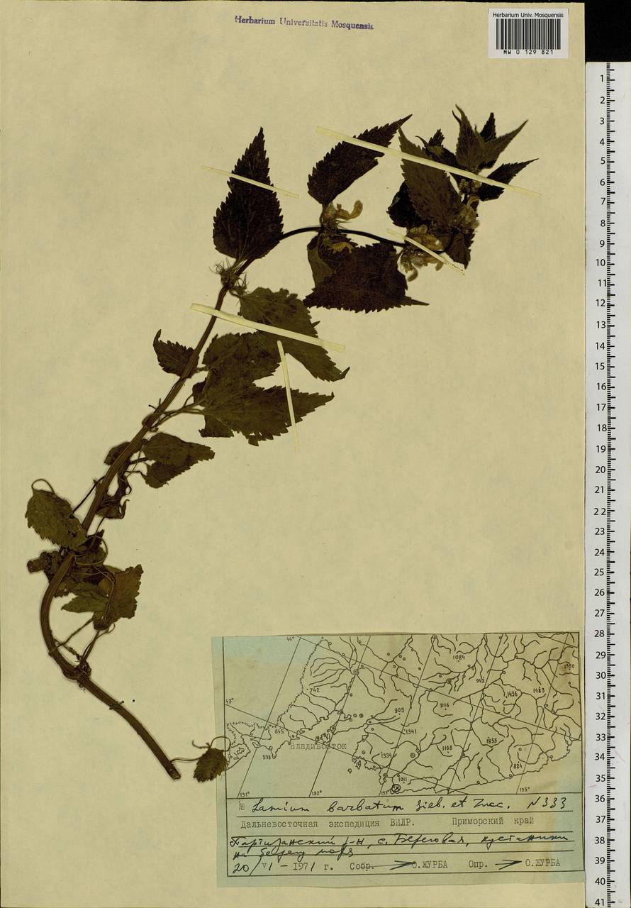 Lamium album subsp. barbatum (Siebold & Zucc.) Mennema, Siberia, Russian Far East (S6) (Russia)
