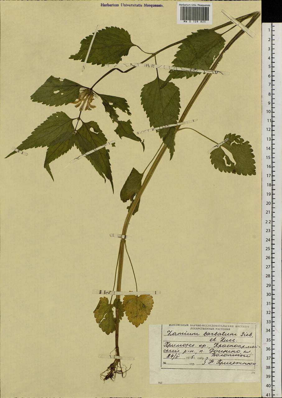 Lamium album subsp. barbatum (Siebold & Zucc.) Mennema, Siberia, Russian Far East (S6) (Russia)