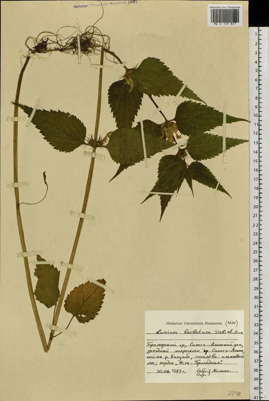 Lamium album subsp. barbatum (Siebold & Zucc.) Mennema, Siberia, Russian Far East (S6) (Russia)