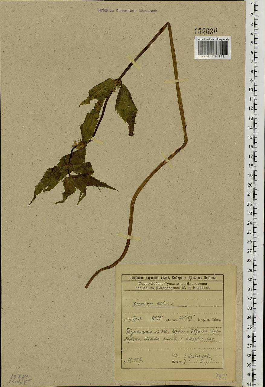 Lamium album L., Siberia, Baikal & Transbaikal region (S4) (Russia)