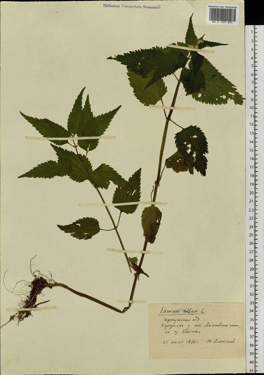 Lamium album L., Siberia, Baikal & Transbaikal region (S4) (Russia)