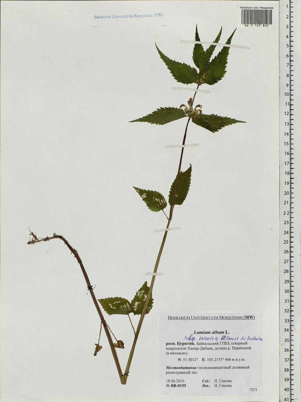 Lamium album L., Siberia, Baikal & Transbaikal region (S4) (Russia)