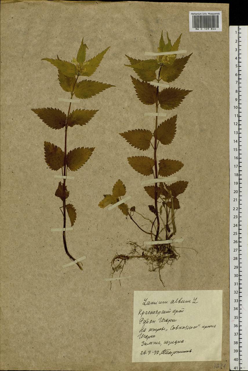 Lamium album L., Siberia, Central Siberia (S3) (Russia)