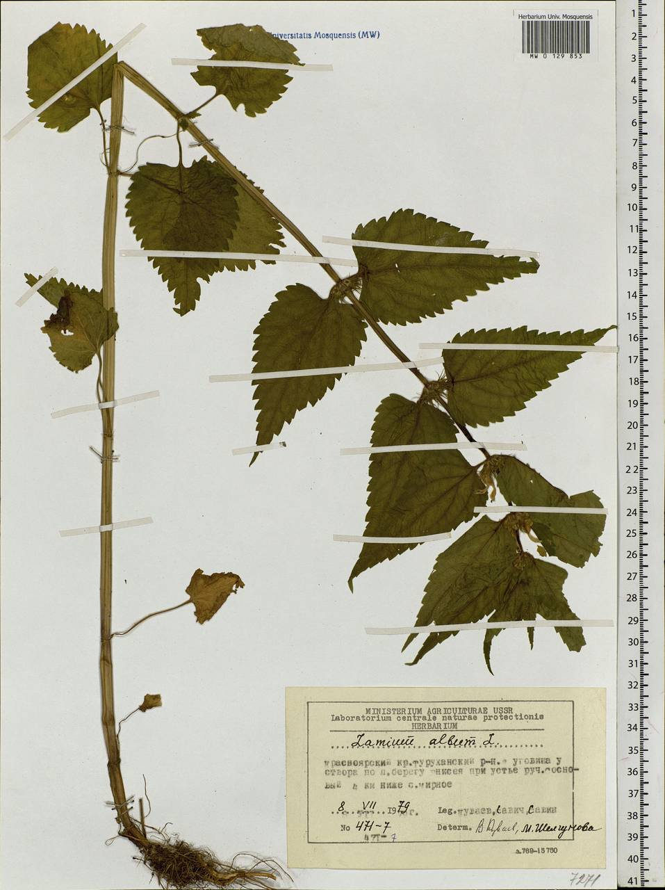 Lamium album L., Siberia, Central Siberia (S3) (Russia)