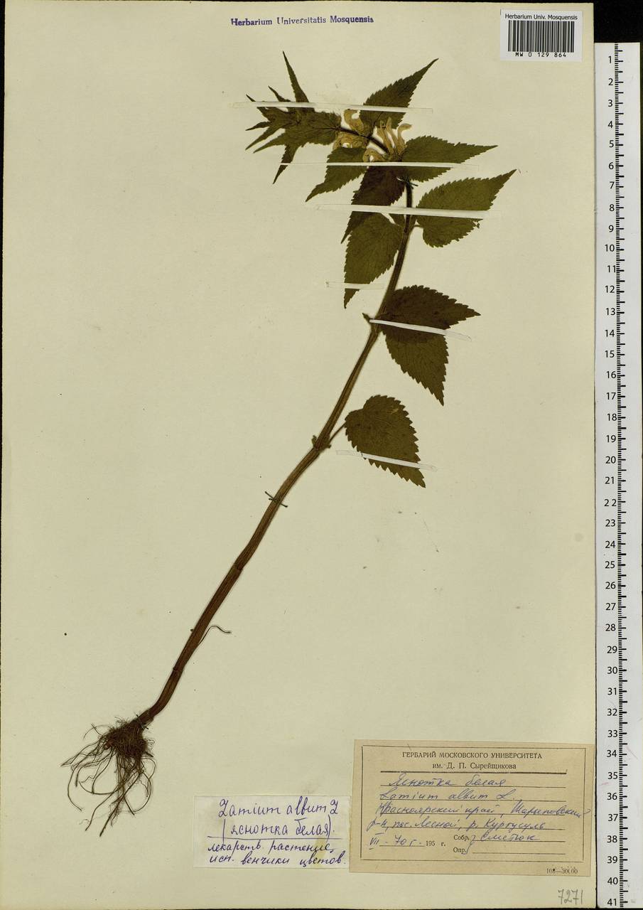 Lamium album L., Siberia, Altai & Sayany Mountains (S2) (Russia)