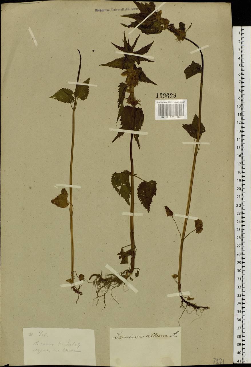 Lamium album L., Siberia, Altai & Sayany Mountains (S2) (Russia)