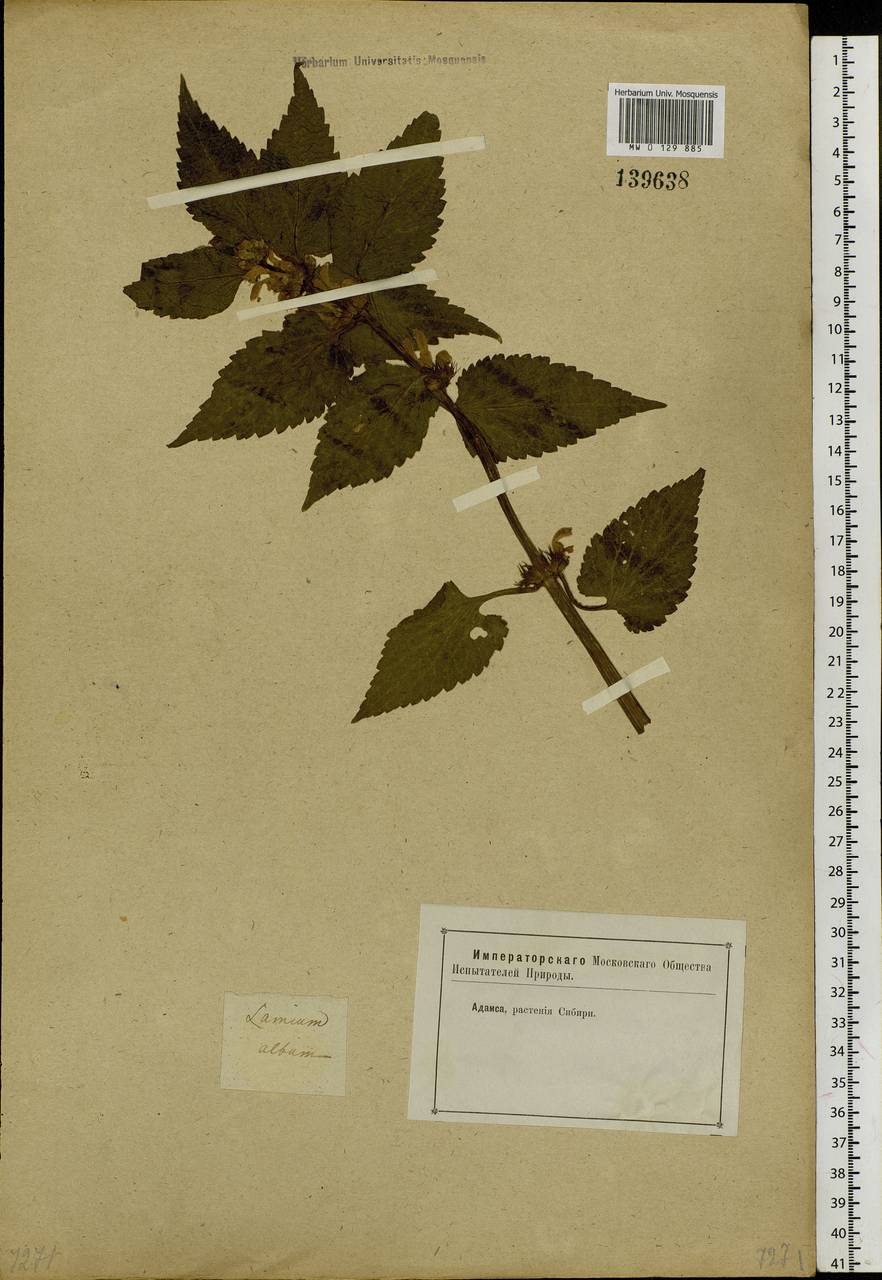 Lamium album L., Siberia, Altai & Sayany Mountains (S2) (Russia)