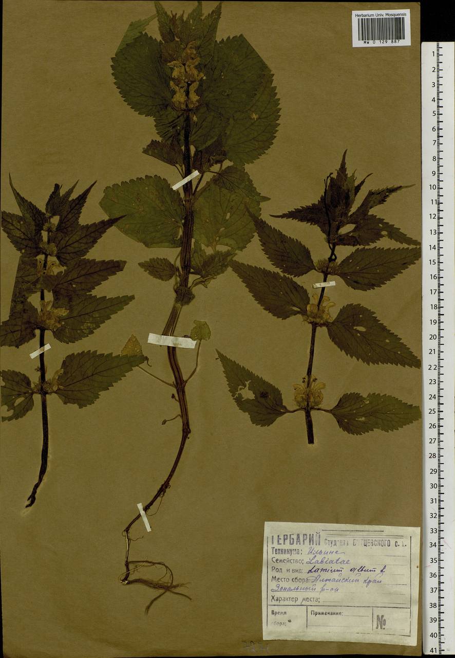 Lamium album L., Siberia, Altai & Sayany Mountains (S2) (Russia)