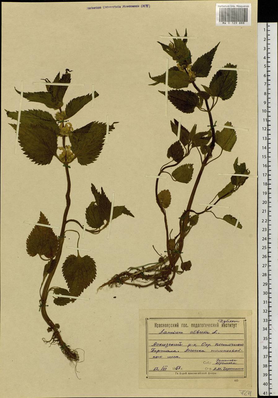 Lamium album L., Siberia, Altai & Sayany Mountains (S2) (Russia)