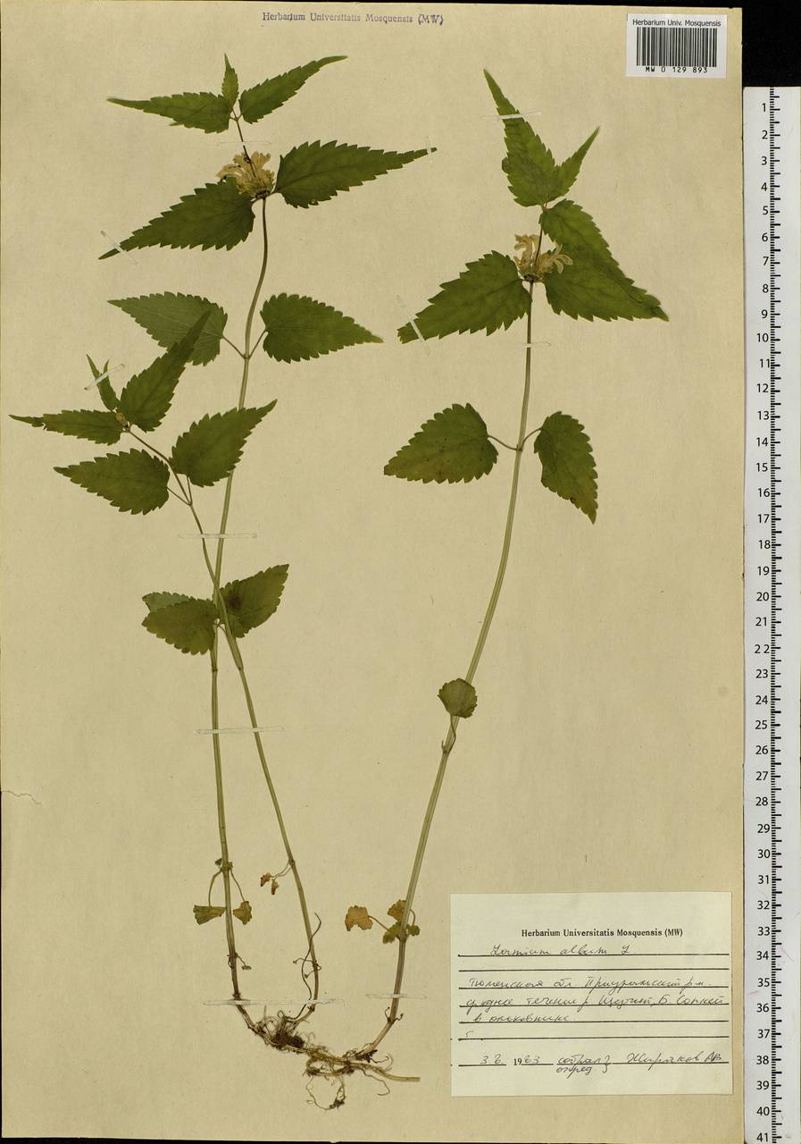 Lamium album L., Siberia, Western Siberia (S1) (Russia)