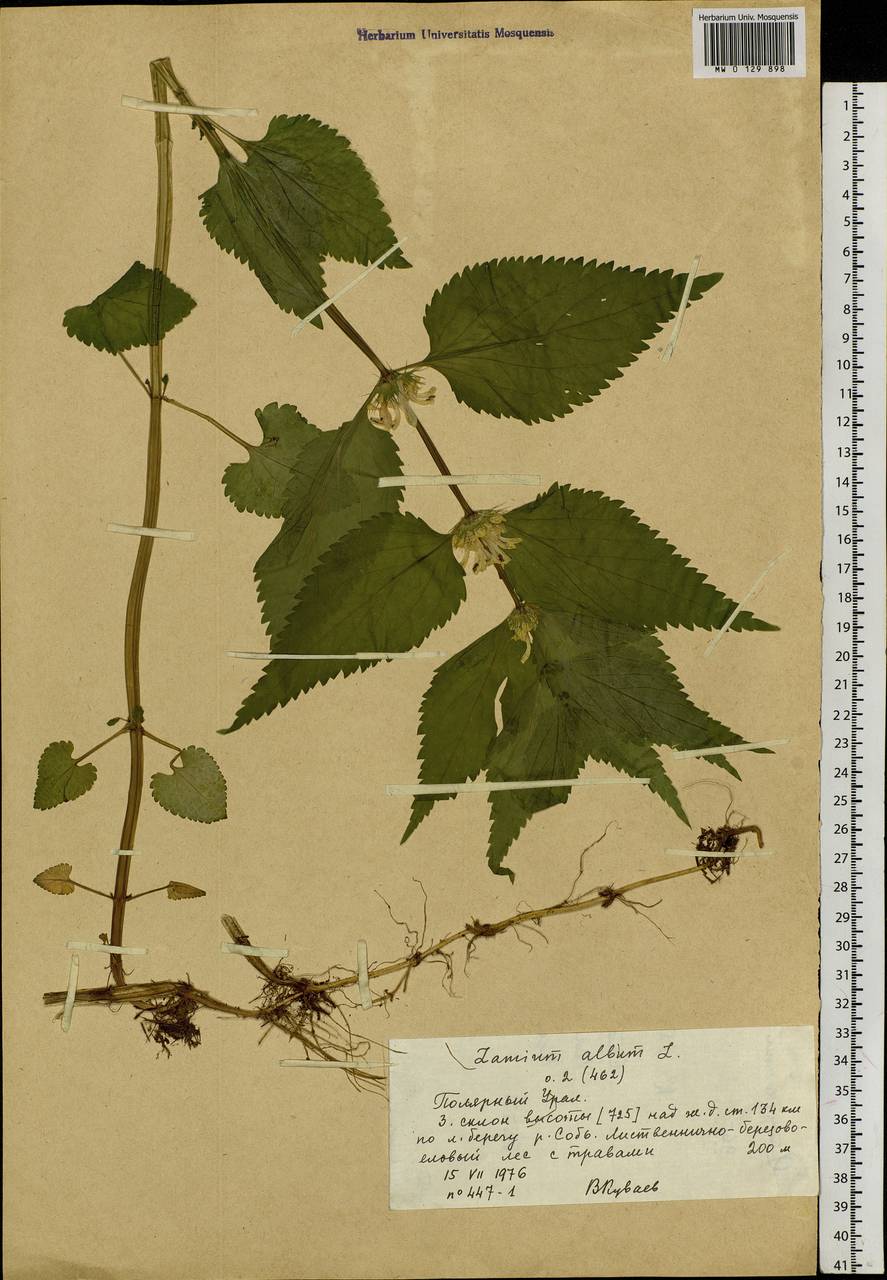 Lamium album L., Siberia, Western Siberia (S1) (Russia)