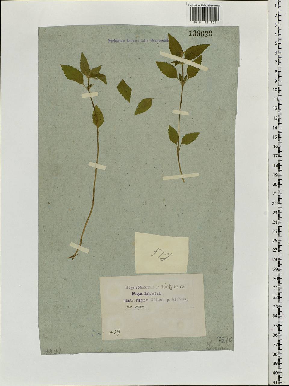 Galeopsis tetrahit L., Siberia, Baikal & Transbaikal region (S4) (Russia)