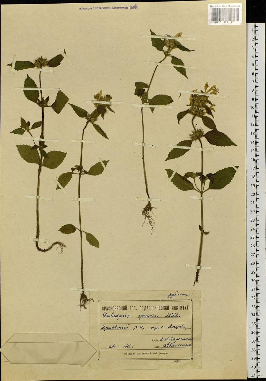 Galeopsis speciosa Mill., Siberia, Central Siberia (S3) (Russia)