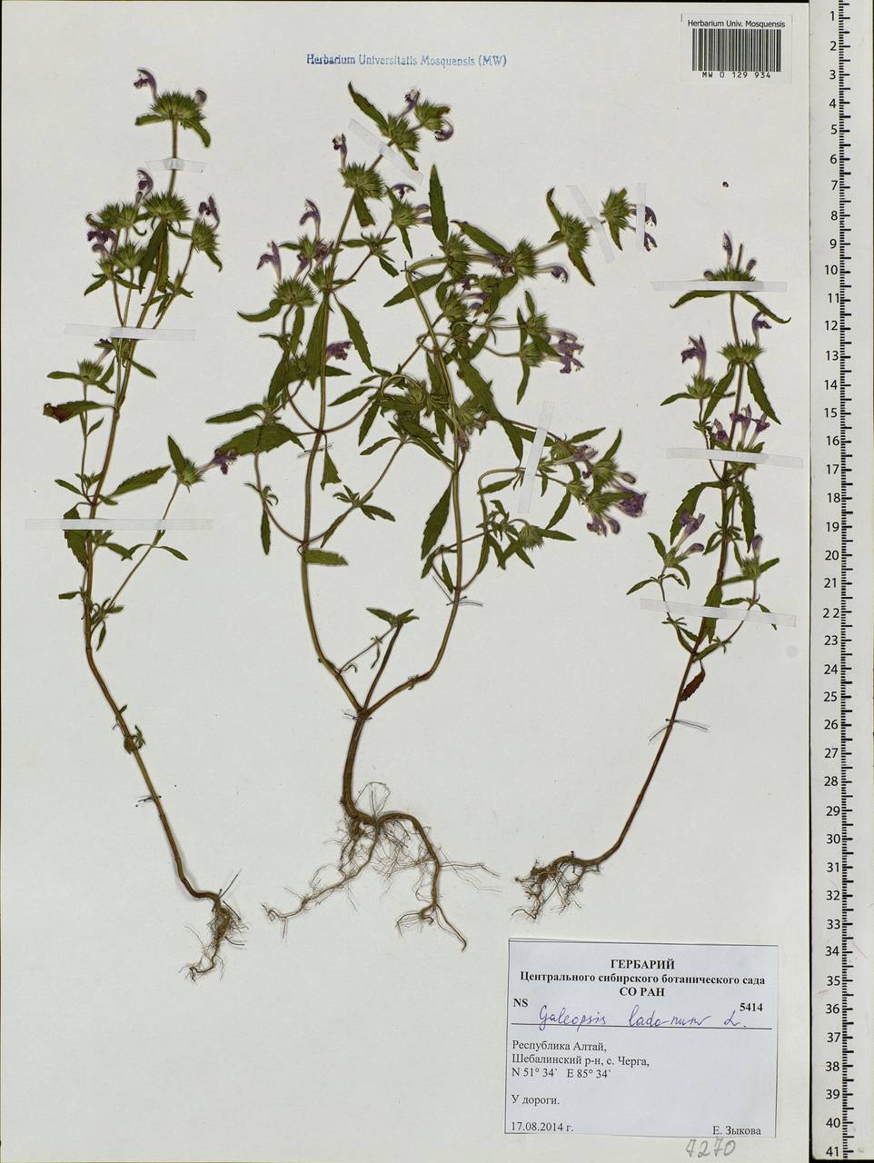 Galeopsis ladanum L., Siberia, Altai & Sayany Mountains (S2) (Russia)