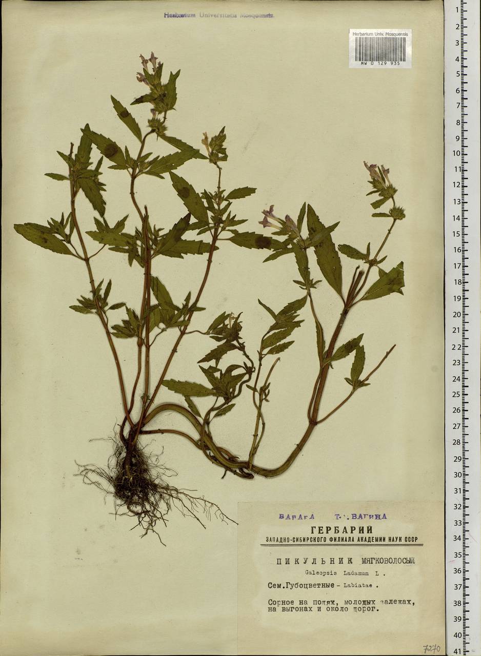 Galeopsis ladanum L., Siberia, Western Siberia (S1) (Russia)