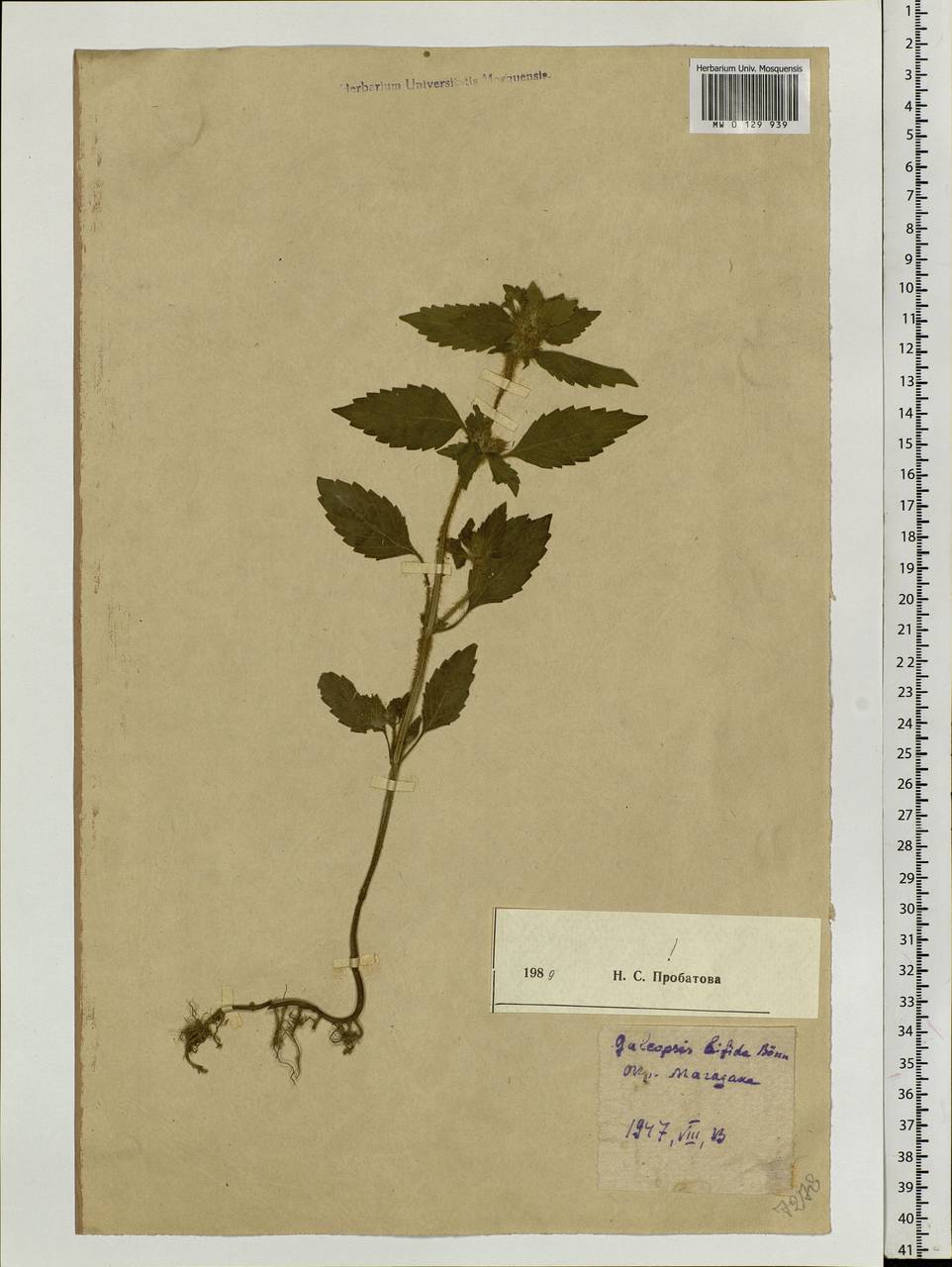 Galeopsis bifida Boenn., Siberia, Chukotka & Kamchatka (S7) (Russia)