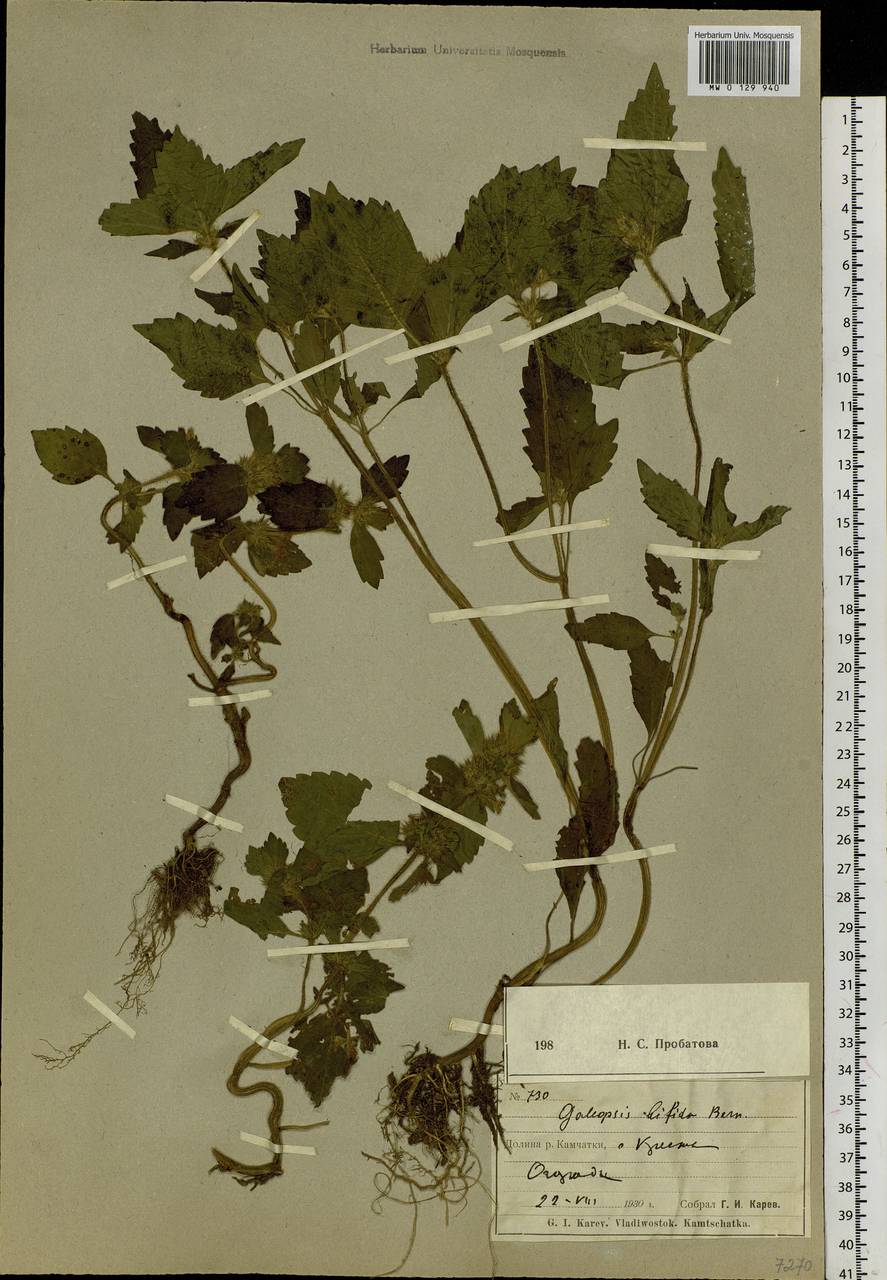 Galeopsis bifida Boenn., Siberia, Chukotka & Kamchatka (S7) (Russia)