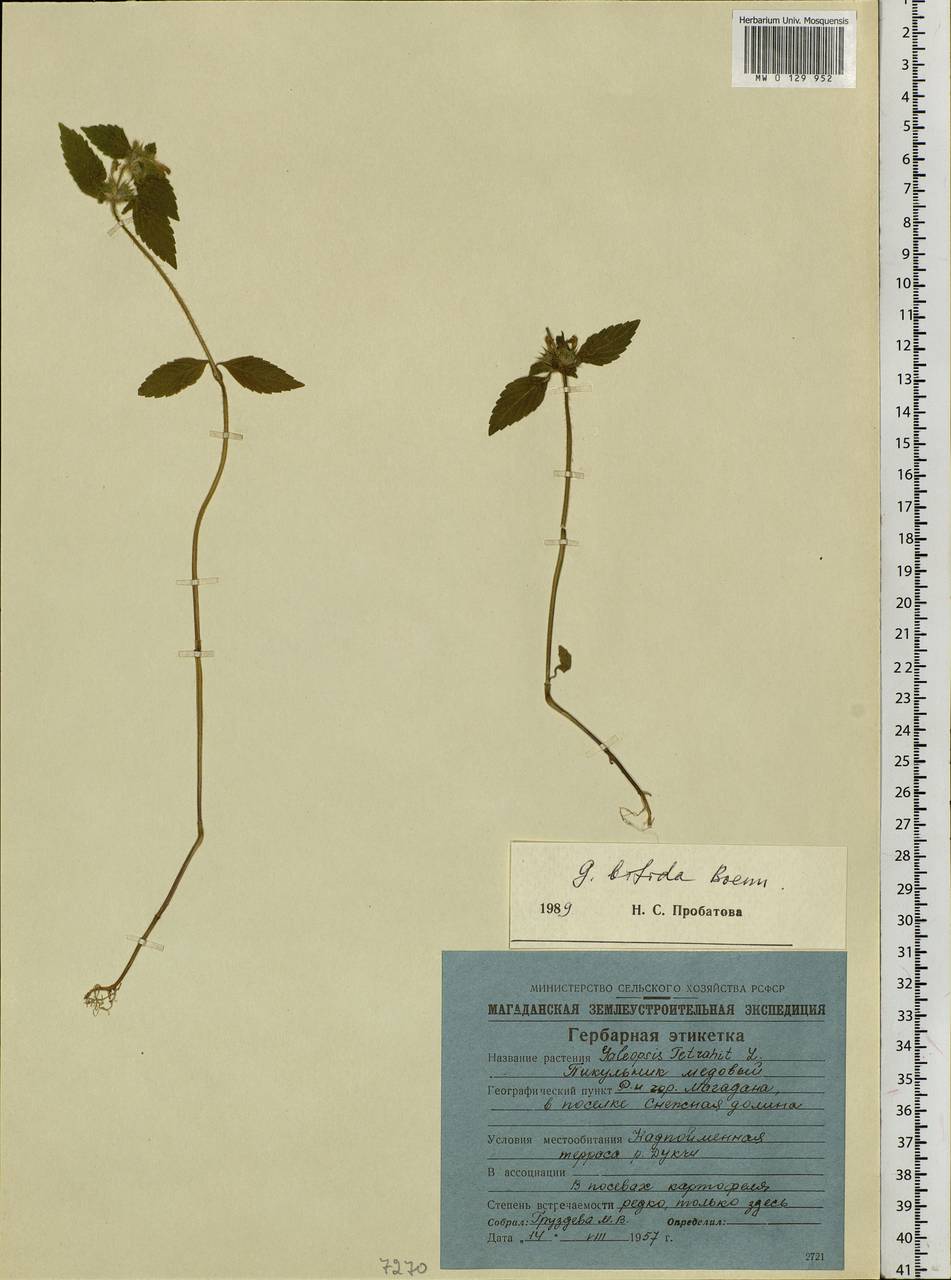 Galeopsis bifida Boenn., Siberia, Chukotka & Kamchatka (S7) (Russia)