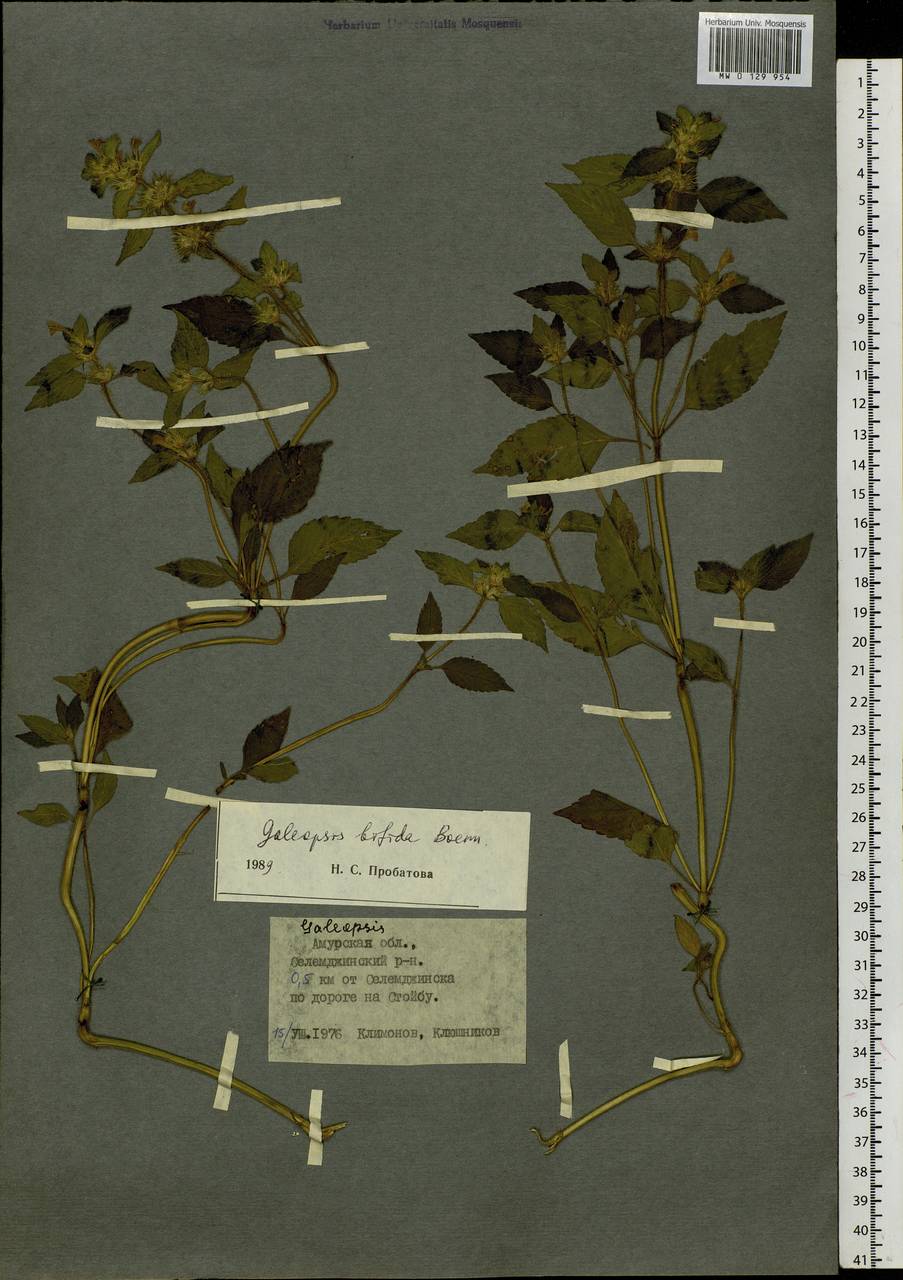 Galeopsis bifida Boenn., Siberia, Russian Far East (S6) (Russia)
