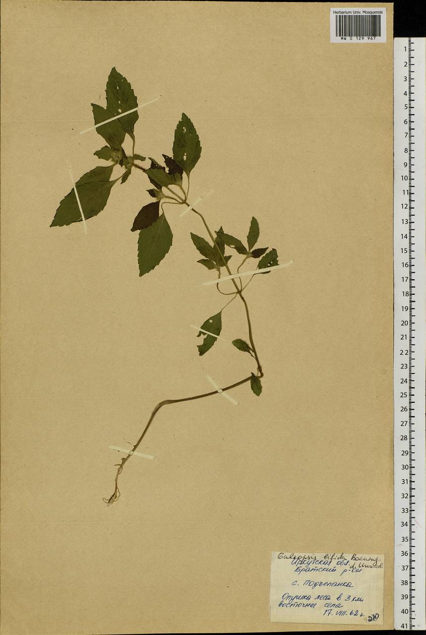 Galeopsis bifida Boenn., Siberia, Baikal & Transbaikal region (S4) (Russia)