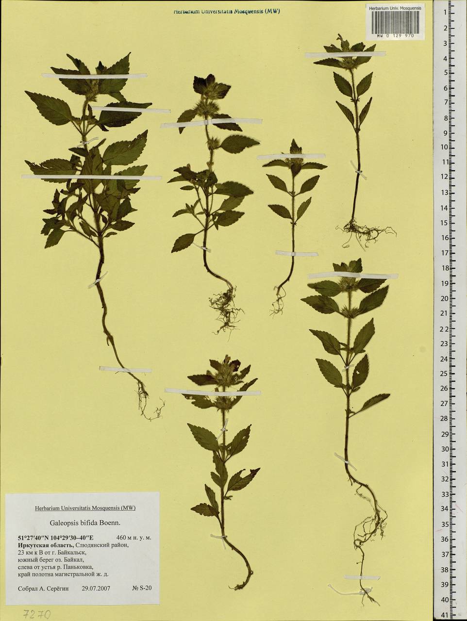 Galeopsis bifida Boenn., Siberia, Baikal & Transbaikal region (S4) (Russia)