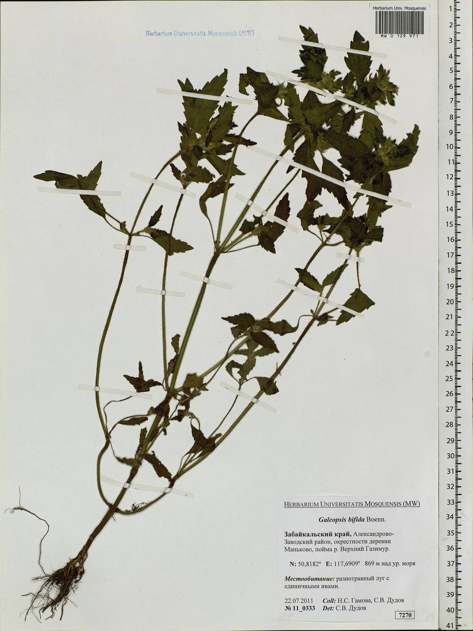 Galeopsis bifida Boenn., Siberia, Baikal & Transbaikal region (S4) (Russia)