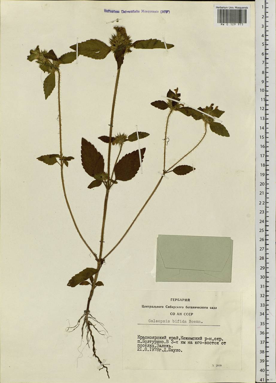 Galeopsis bifida Boenn., Siberia, Central Siberia (S3) (Russia)