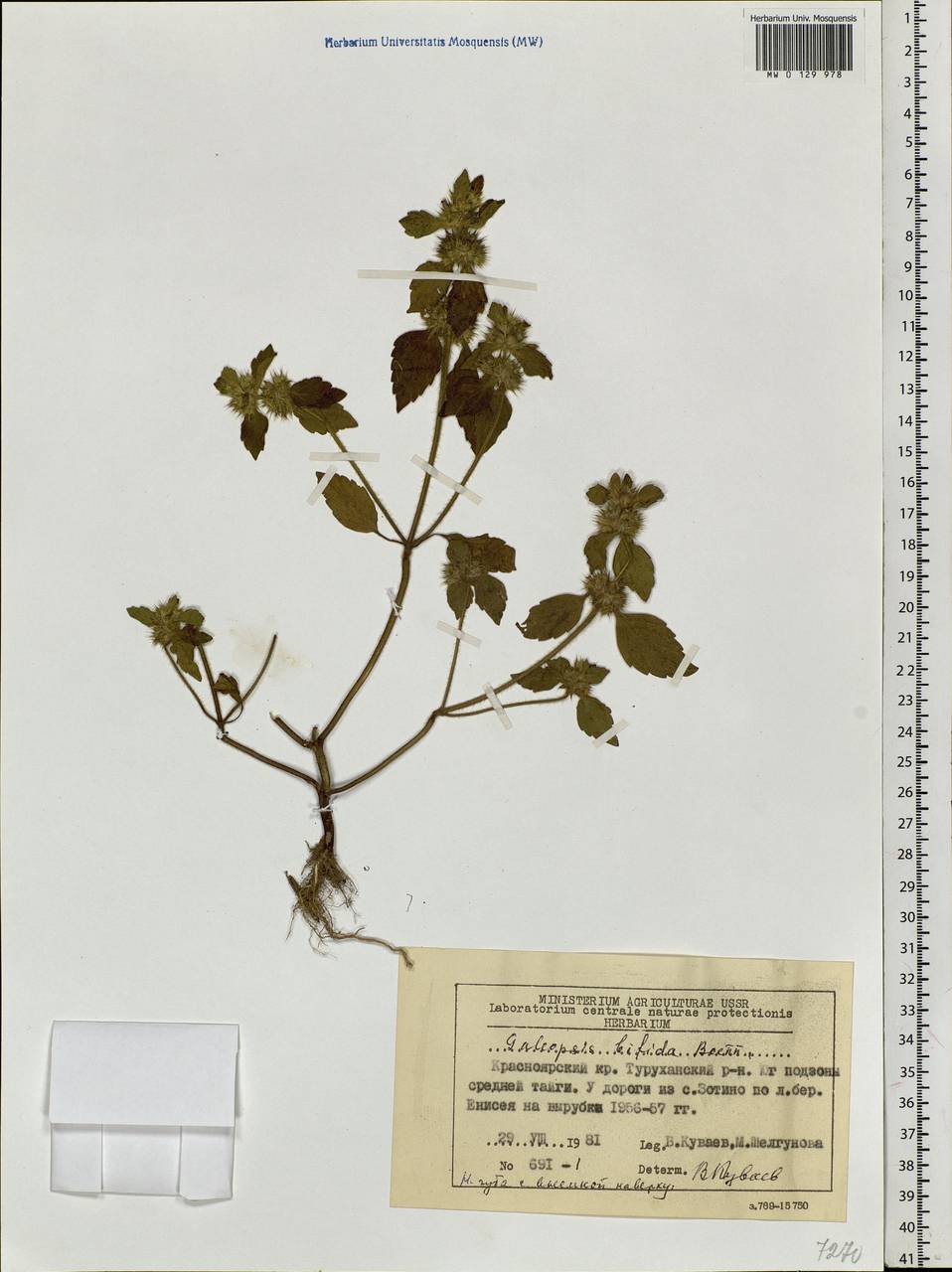 Galeopsis bifida Boenn., Siberia, Central Siberia (S3) (Russia)