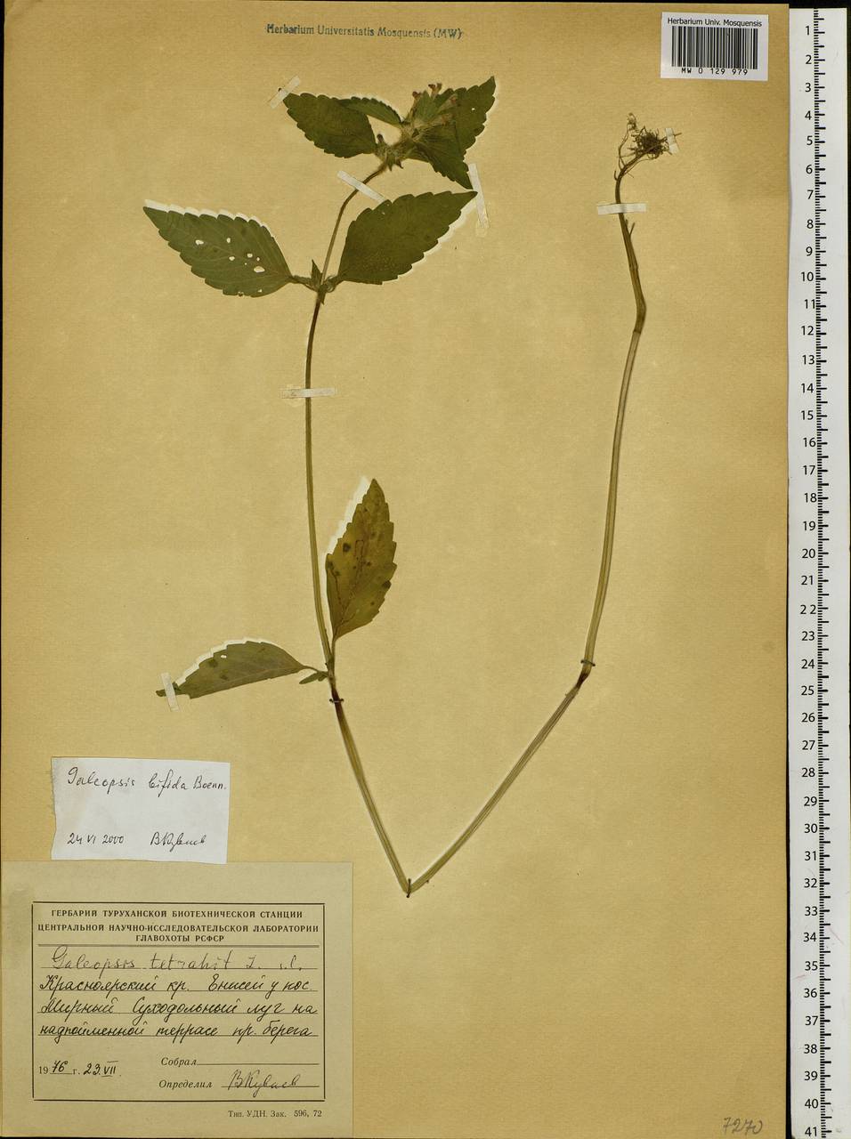 Galeopsis bifida Boenn., Siberia, Central Siberia (S3) (Russia)