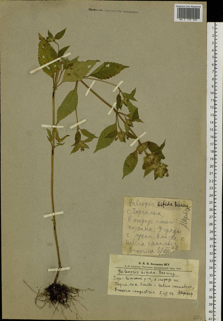 Galeopsis bifida Boenn., Siberia, Altai & Sayany Mountains (S2) (Russia)