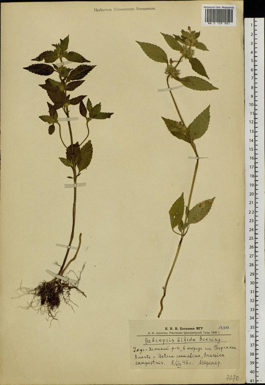 Galeopsis bifida Boenn., Siberia, Altai & Sayany Mountains (S2) (Russia)
