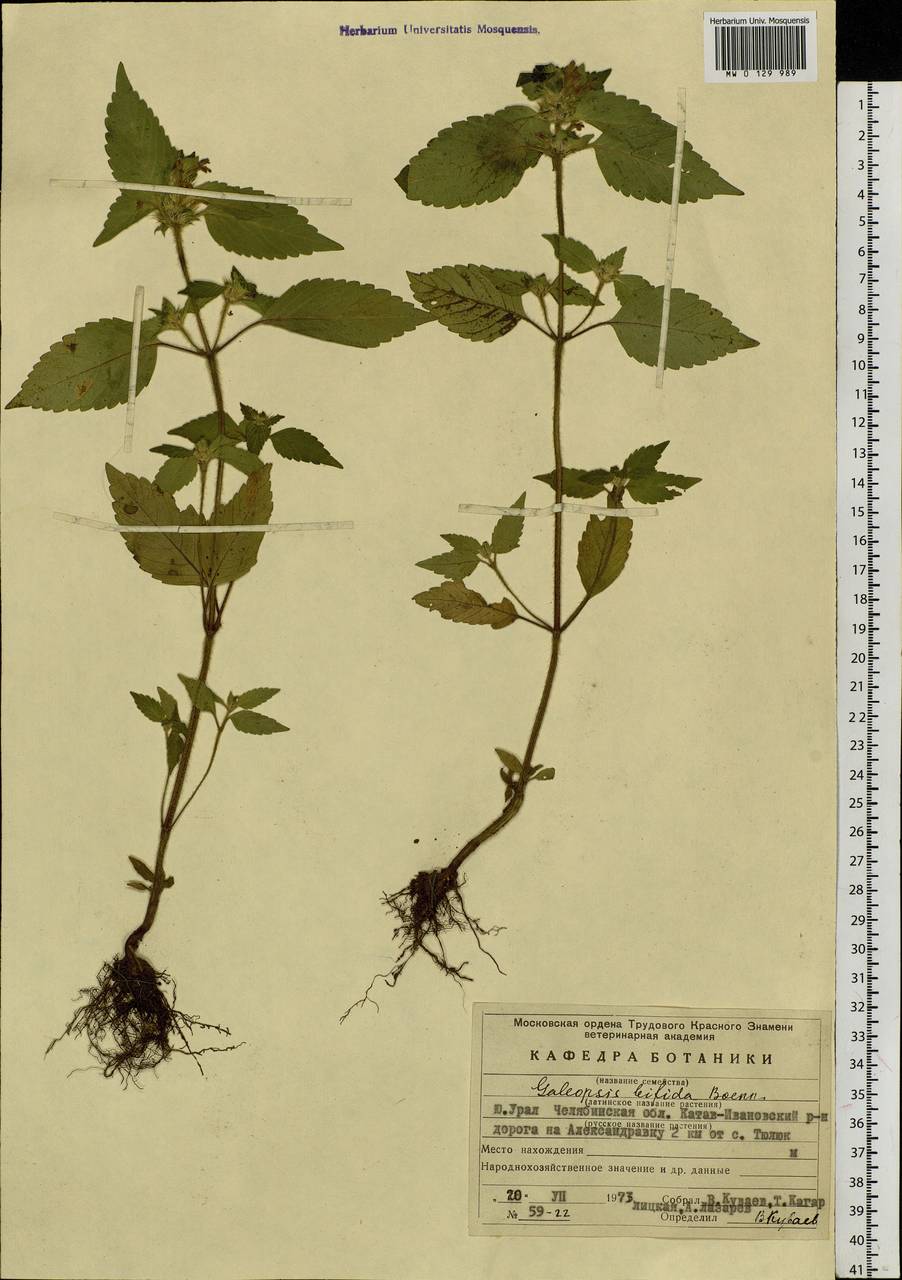 Galeopsis bifida Boenn., Eastern Europe, Eastern region (E10) (Russia)