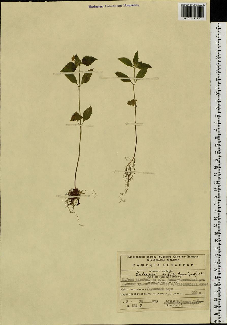 Galeopsis bifida Boenn., Eastern Europe, Eastern region (E10) (Russia)