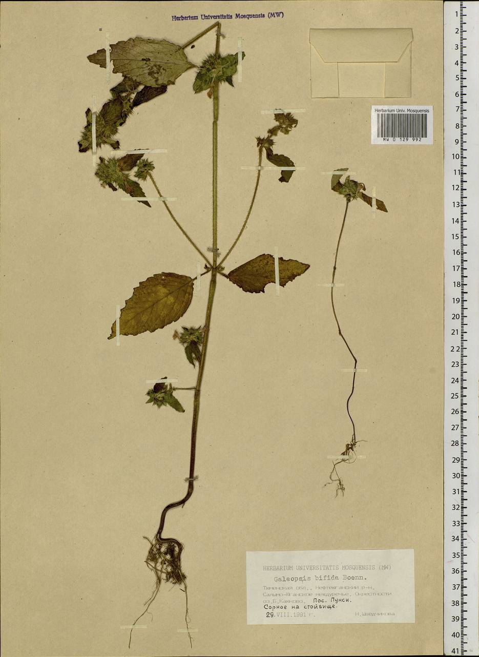 Galeopsis bifida Boenn., Siberia, Western Siberia (S1) (Russia)