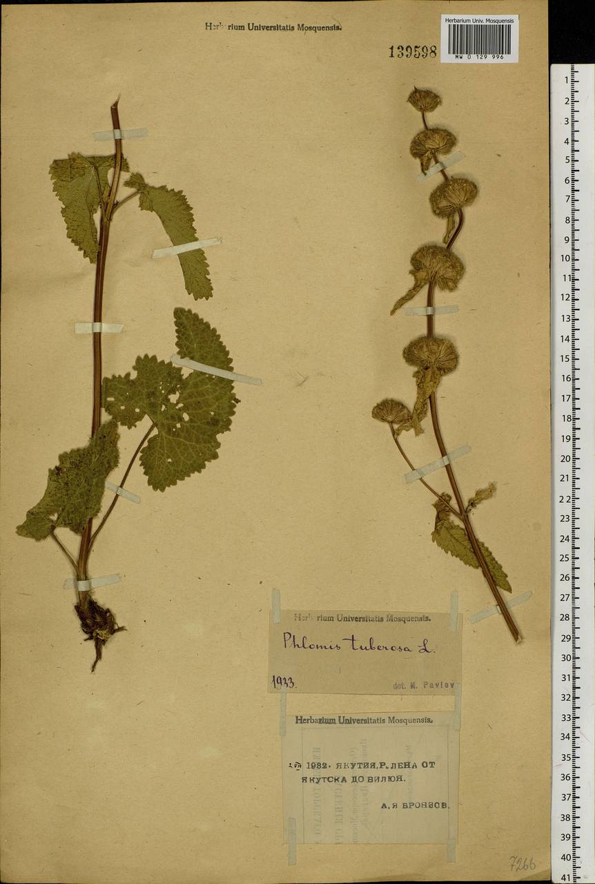 Phlomoides tuberosa (L.) Moench, Siberia, Yakutia (S5) (Russia)