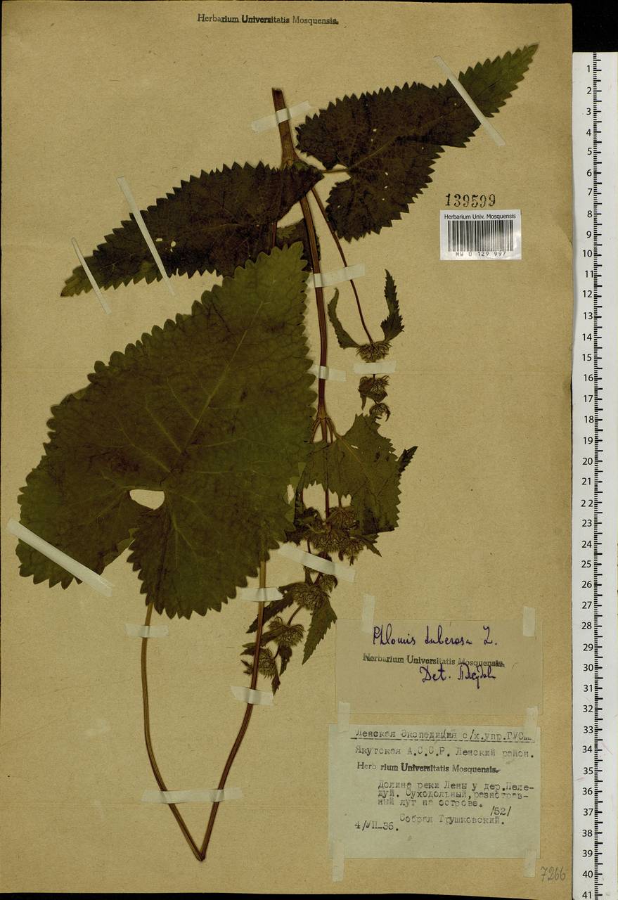 Phlomoides tuberosa (L.) Moench, Siberia, Yakutia (S5) (Russia)