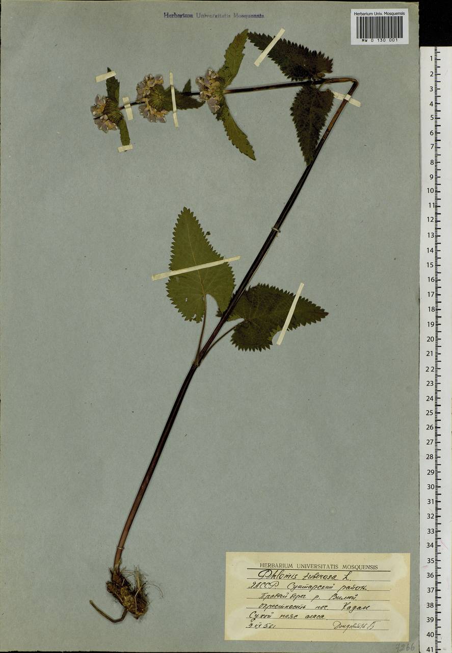 Phlomoides tuberosa (L.) Moench, Siberia, Yakutia (S5) (Russia)